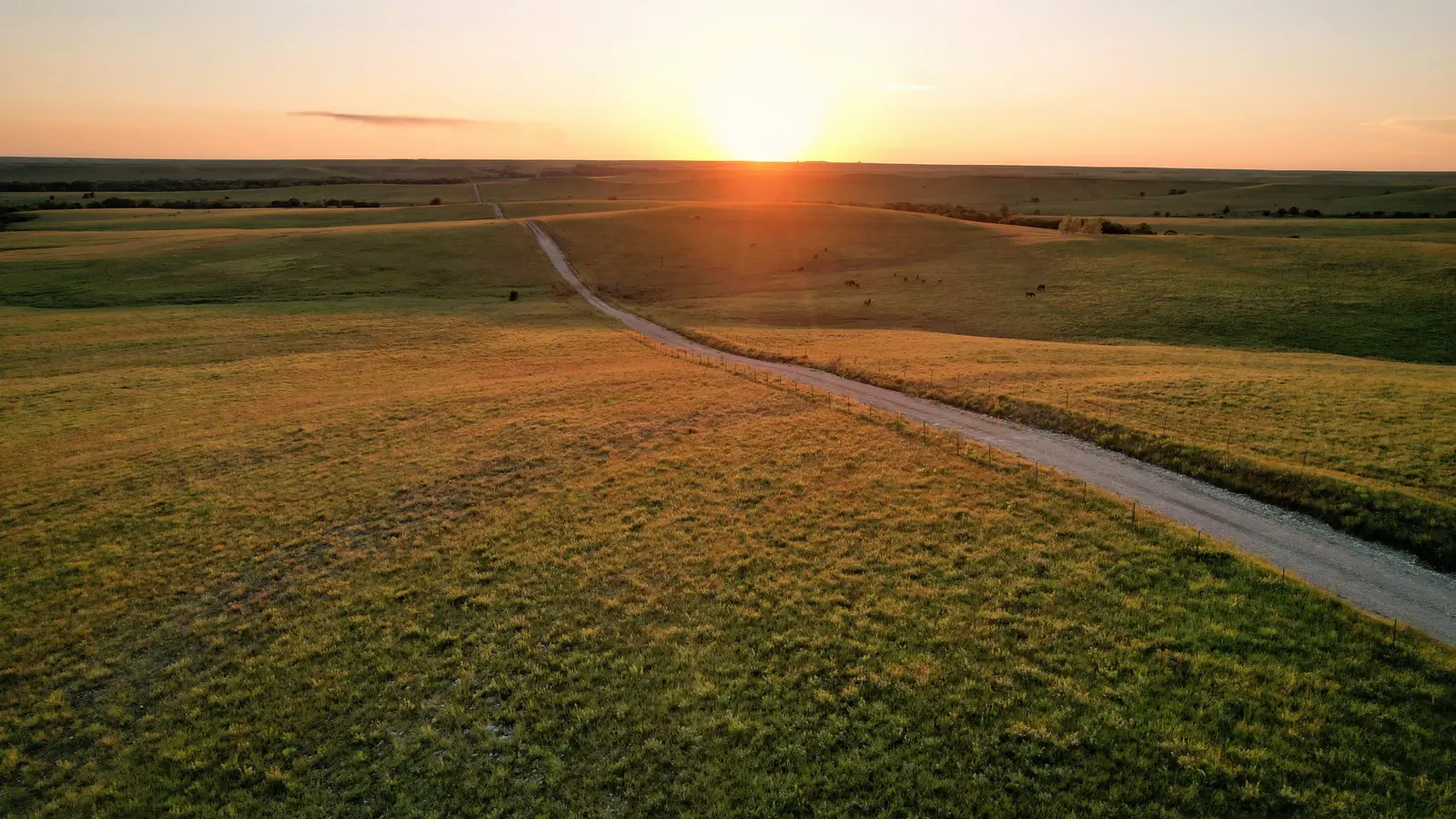 Open road through Texas wildflowers