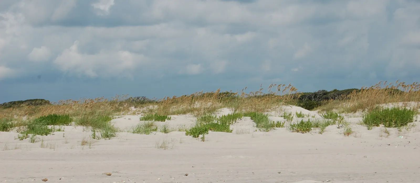 Sea oats on the dunes at Onslow Beach