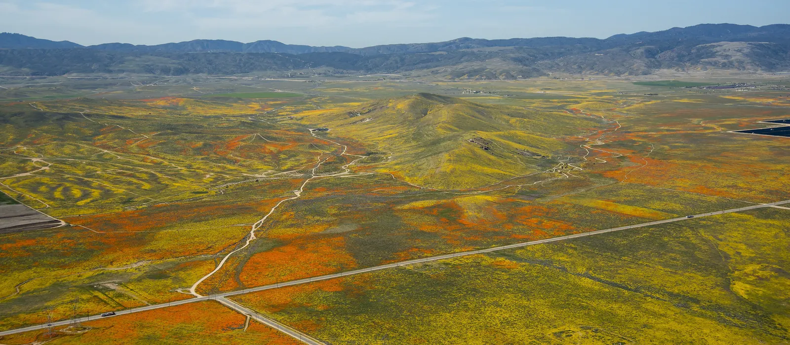 Poppies and wildflowers across the Antelope Valley