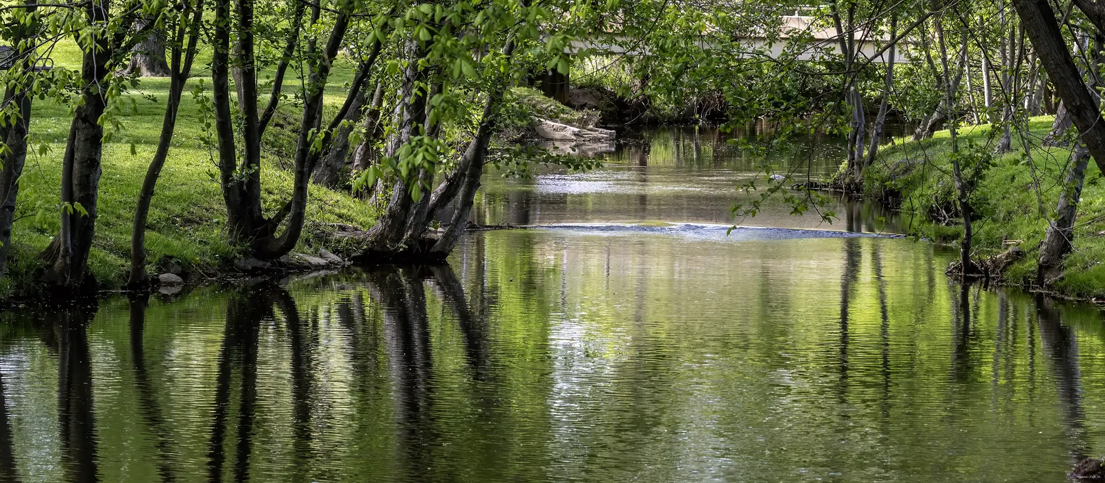Carroll Creek winding through green trees in Frederick