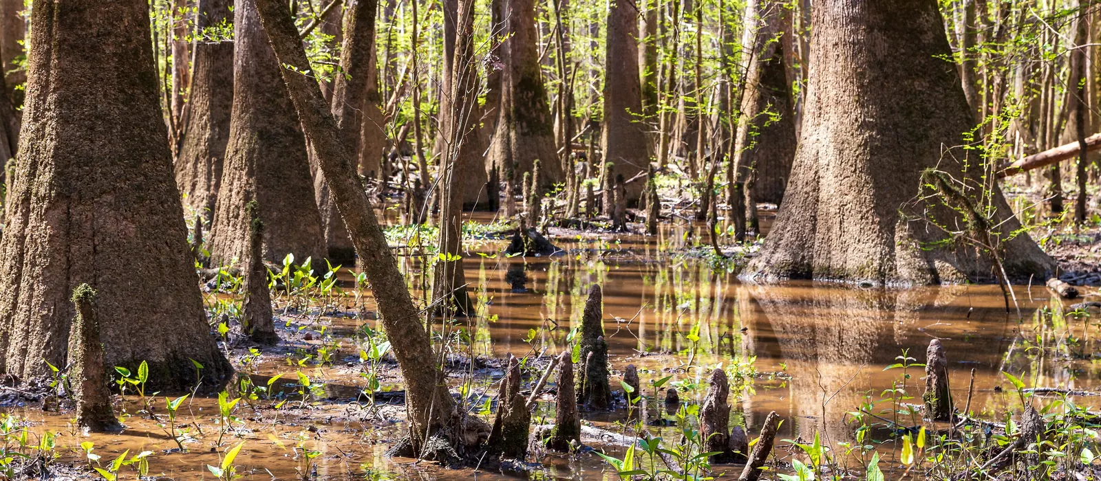 Bald cypress forest in Congaree National Park