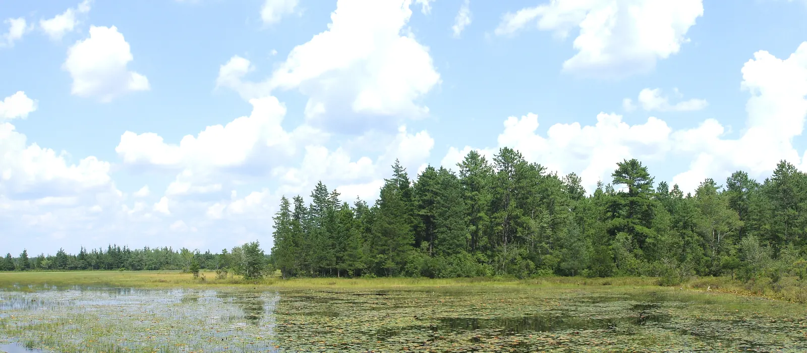 A cranberry bog in the New Jersey Pine Barrens