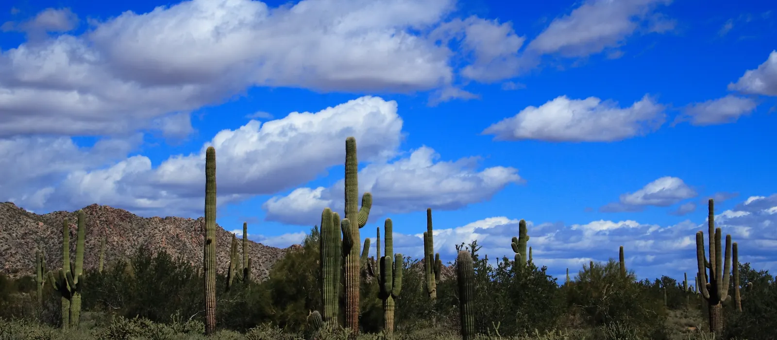 Saguaros and clouds in the White Tank Mountains
