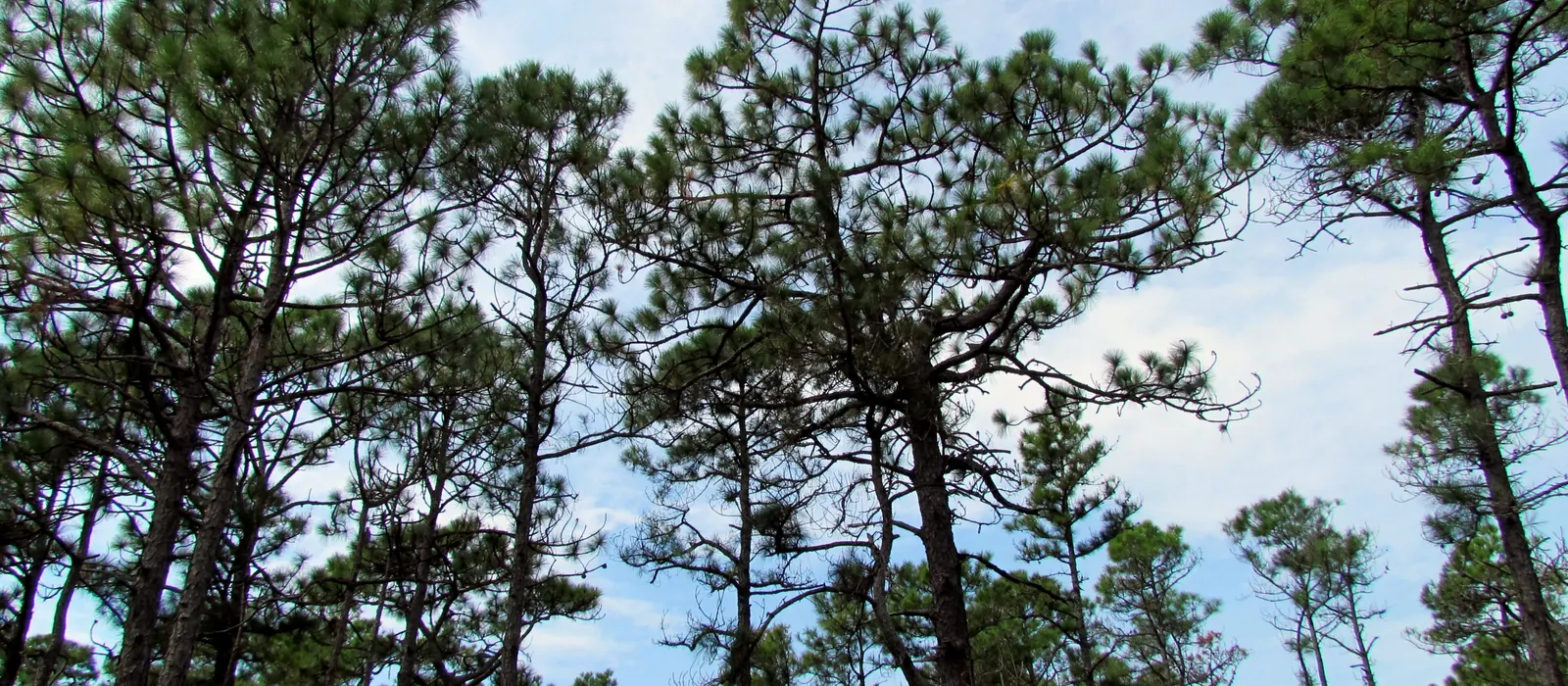 Pines in Croatan National Forest, near Havelock