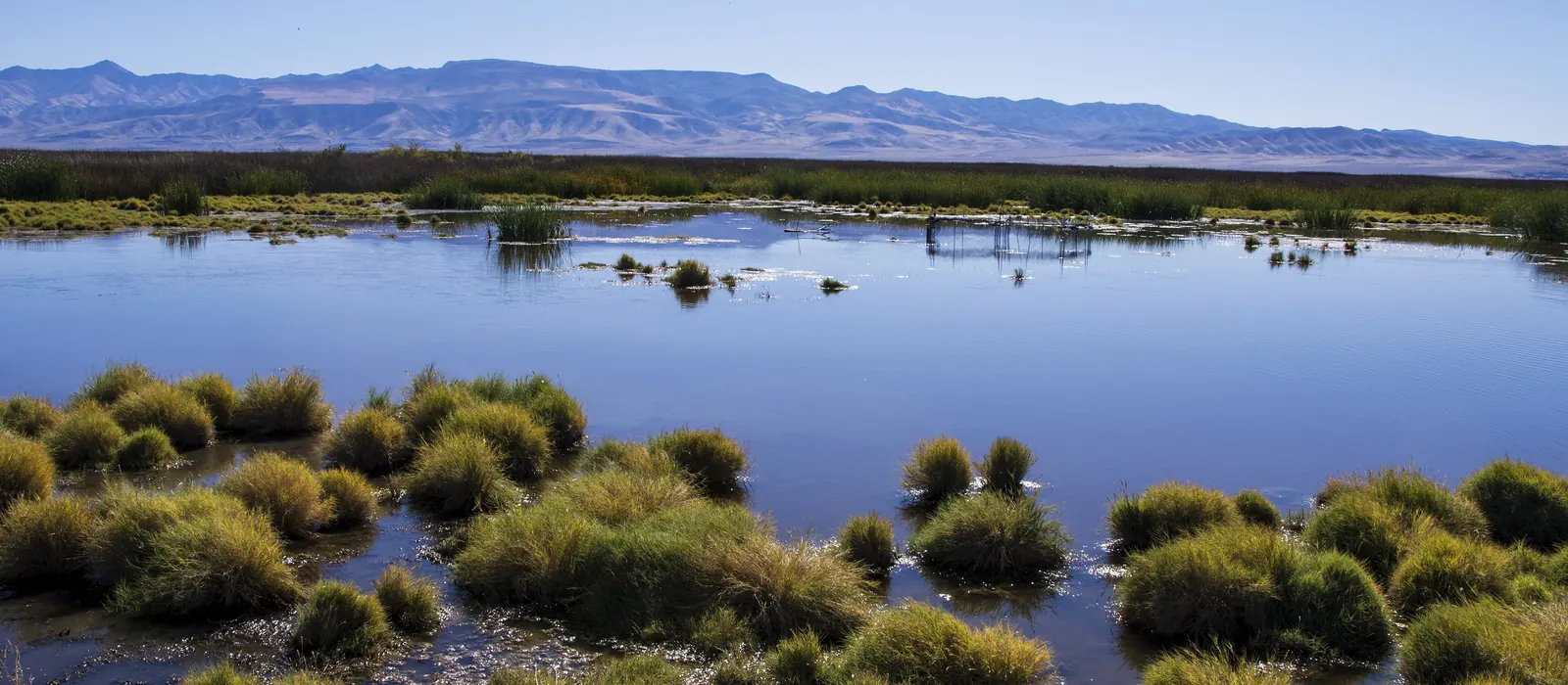 Wetlands and mountains of the Lahontan Valley near Fallon