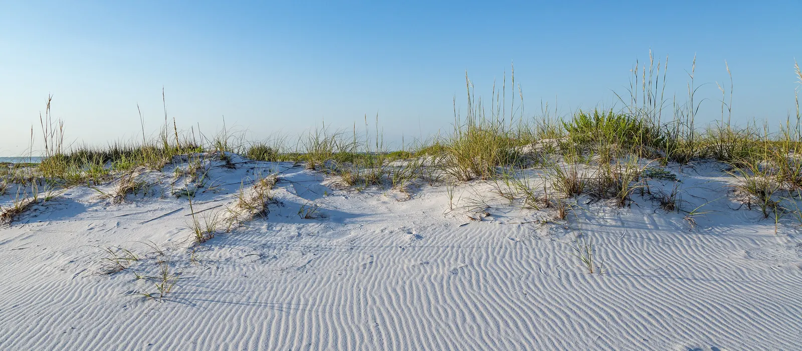 White sand dunes and sea oats at Pensacola Beach