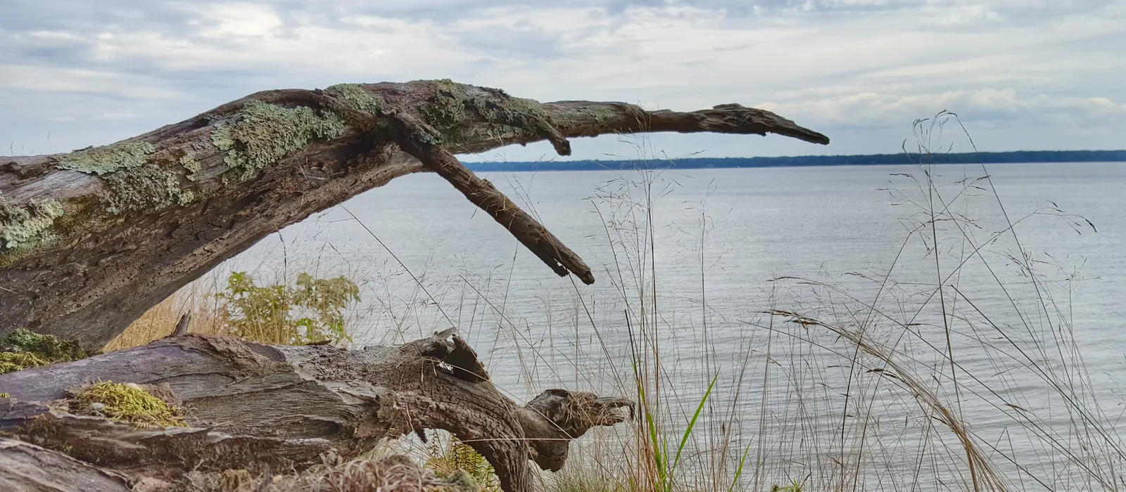 The Potomac River at Caledon State Park, near Dahlgren