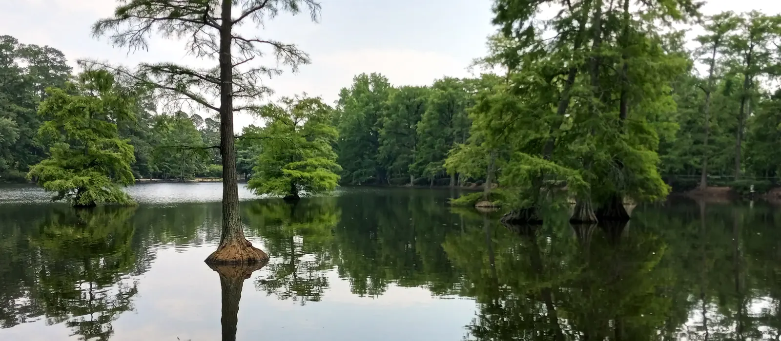 Bald cypress trees reflected in Swan Lake in Sumter