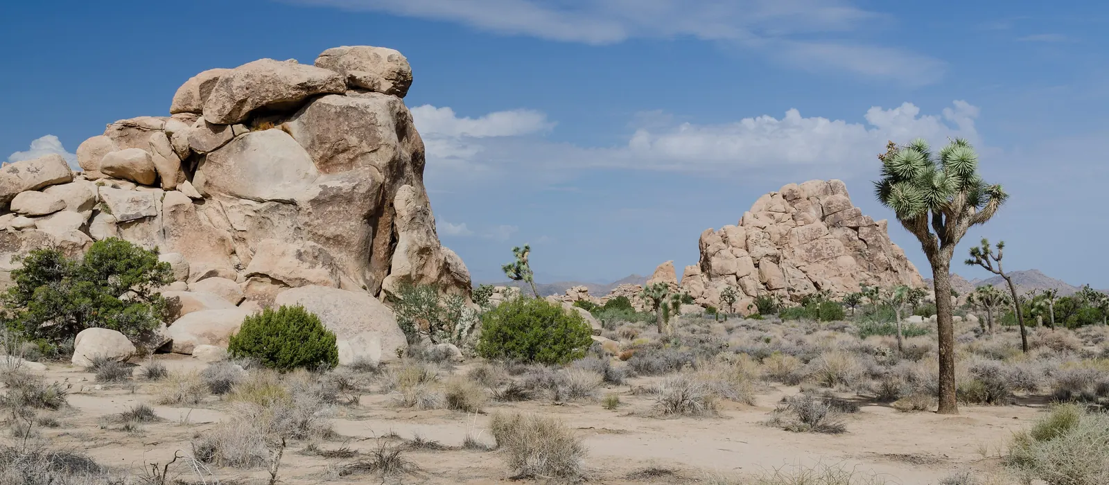 Boulders and a Joshua tree in Joshua Tree National Park