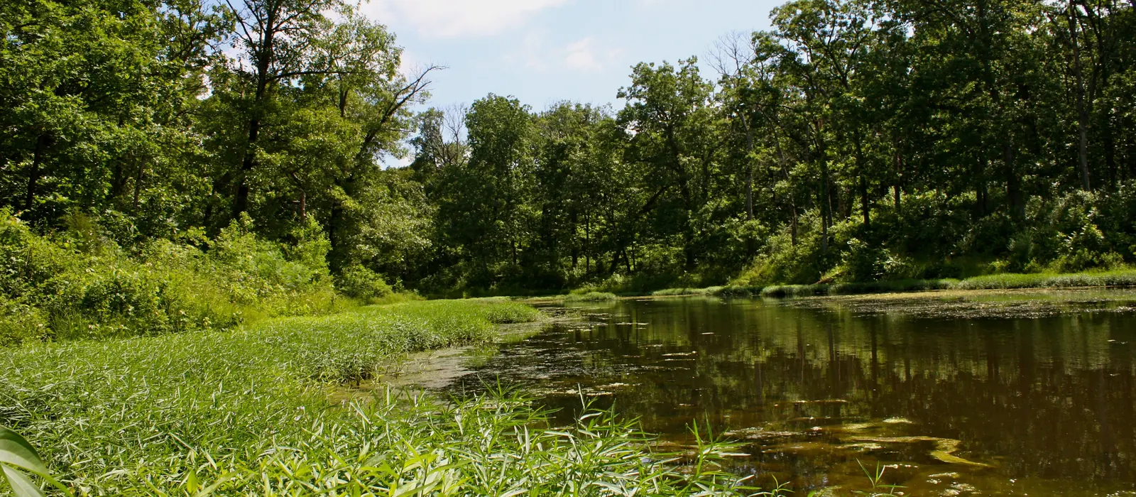 A quiet pond in Knob Noster State Park